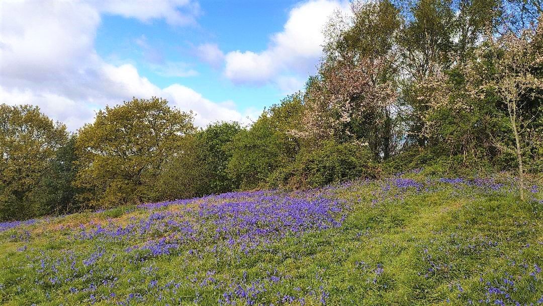Hillside covered in bluebells with trees under a partly cloudy sky.