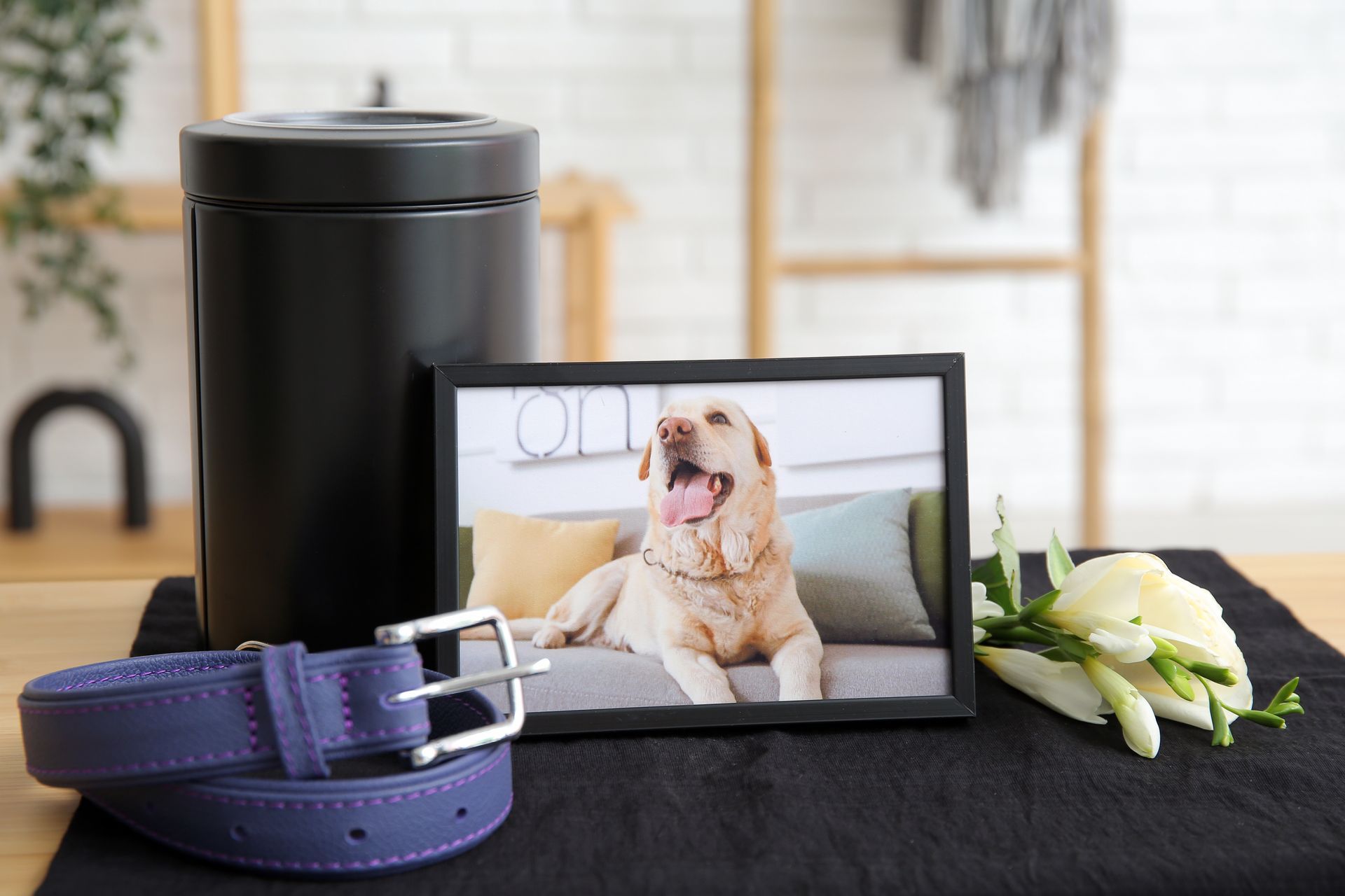Dog photo on a tablet beside a purple collar and white flowers on a black surface