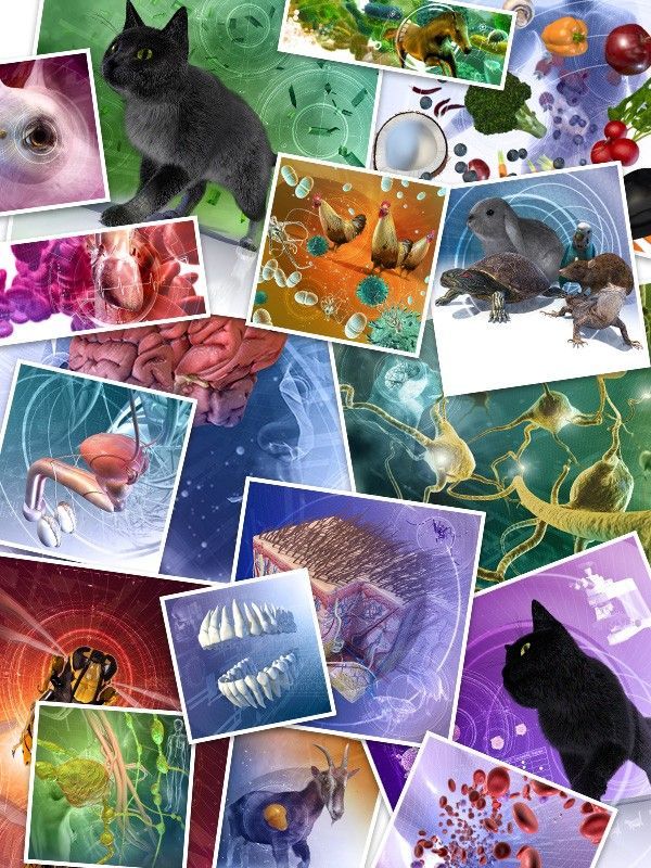 Collage of images used in the online human and veterinary medical manuals issued and maintained by Merck.