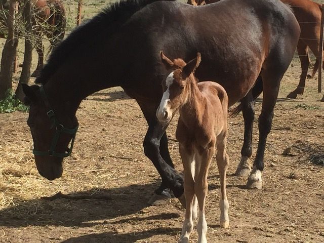 Cabalgatas