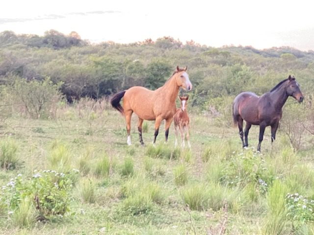 Cabalgatas