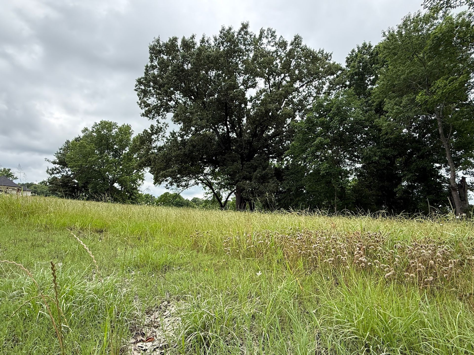 Grassy field with wildflowers and a line of leafy trees under a cloudy sky
