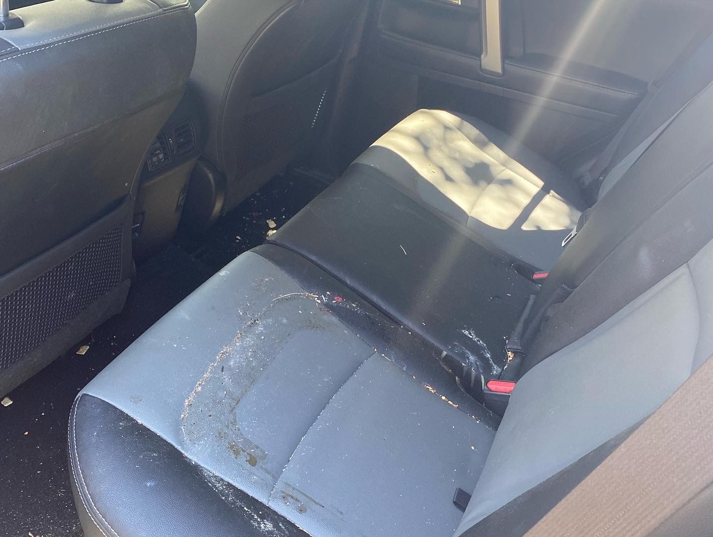Back seat of a car with gray and black upholstery; visible residue covers the seats and floor.