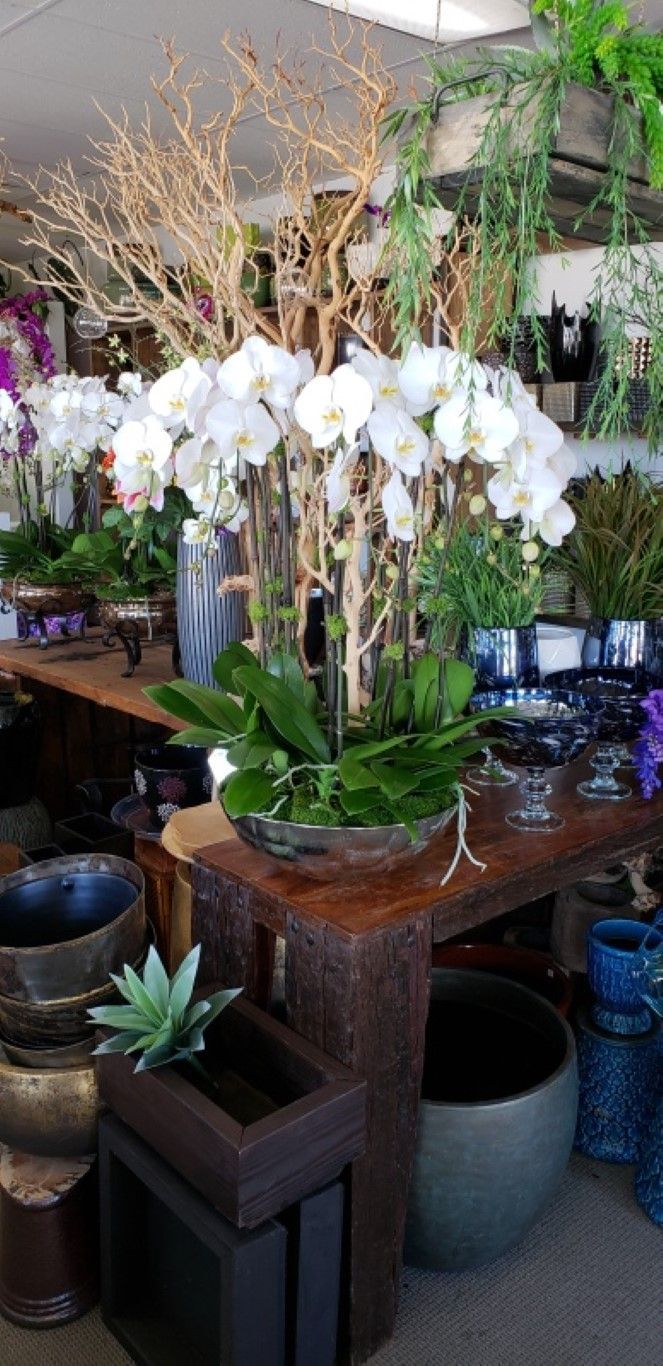 orchid arrangements