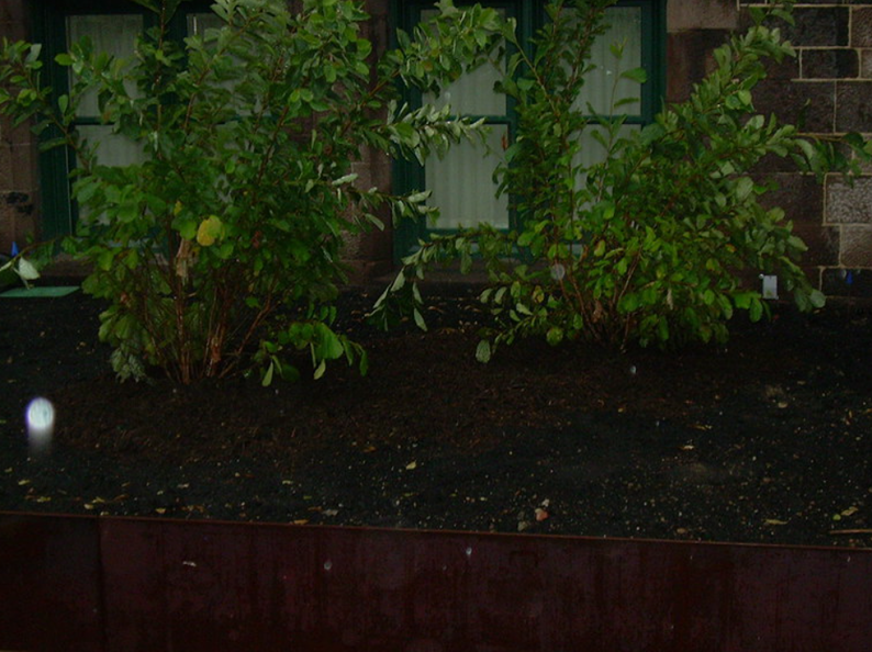 Two green bushes in front of a window, soil bed in the foreground, brick wall, daylight.