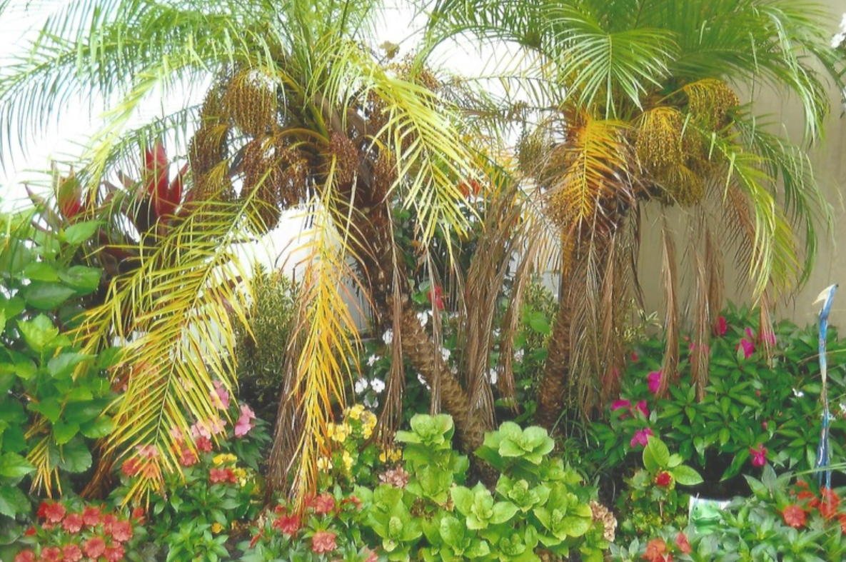 Palm trees with drooping yellow fronds, surrounded by lush green and colorful flowering plants in a garden.