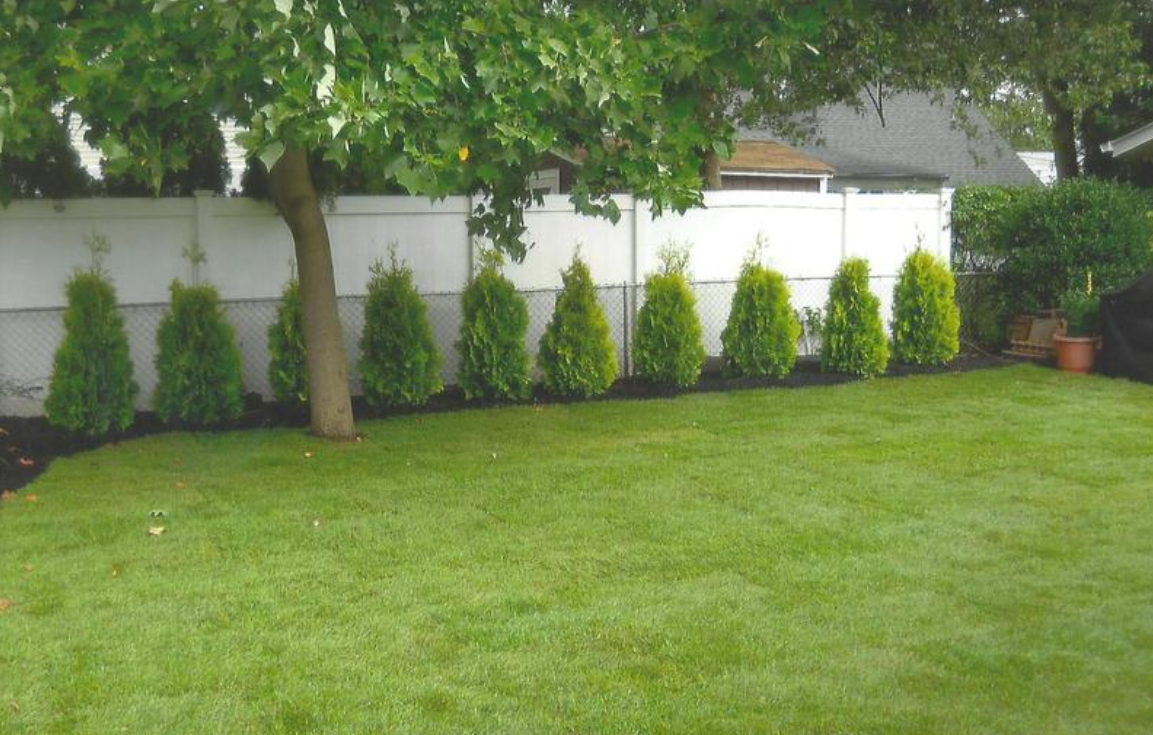 Lush green lawn with row of evergreens along a white fence, tree trunk in the center.