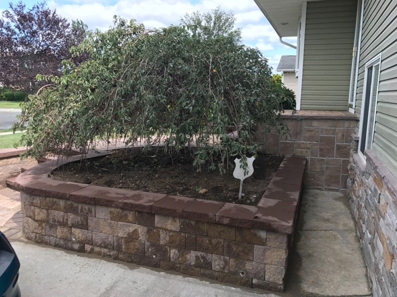 A weeping tree in a raised, brick-walled flower bed next to a house.
