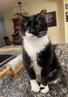 Black and white cat sitting on kitchen counter with rolling pin, looking at the camera.