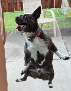 Dog with black and white fur, standing on hind legs with tongue out, outdoors.
