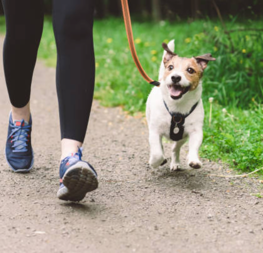 Person walking a small, happy dog on a path; the dog is on a leash, running ahead, with an excited expression.