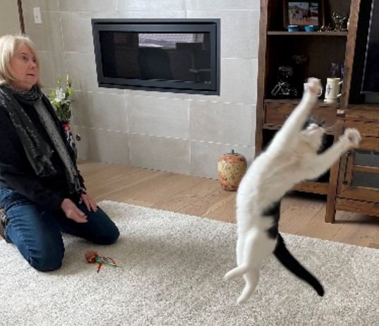 Woman on knees watches a black and white cat leaping with paws up. In a living room, a fireplace is in the background.