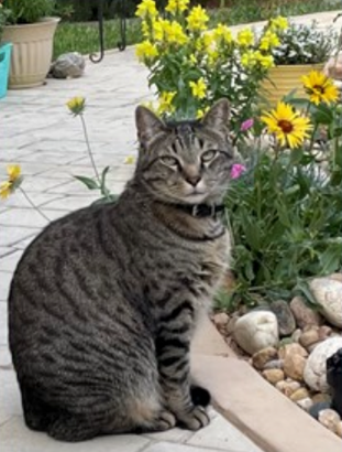 A tabby cat with a black collar sits on a ledge near yellow flowers. The cat looks directly at the camera.