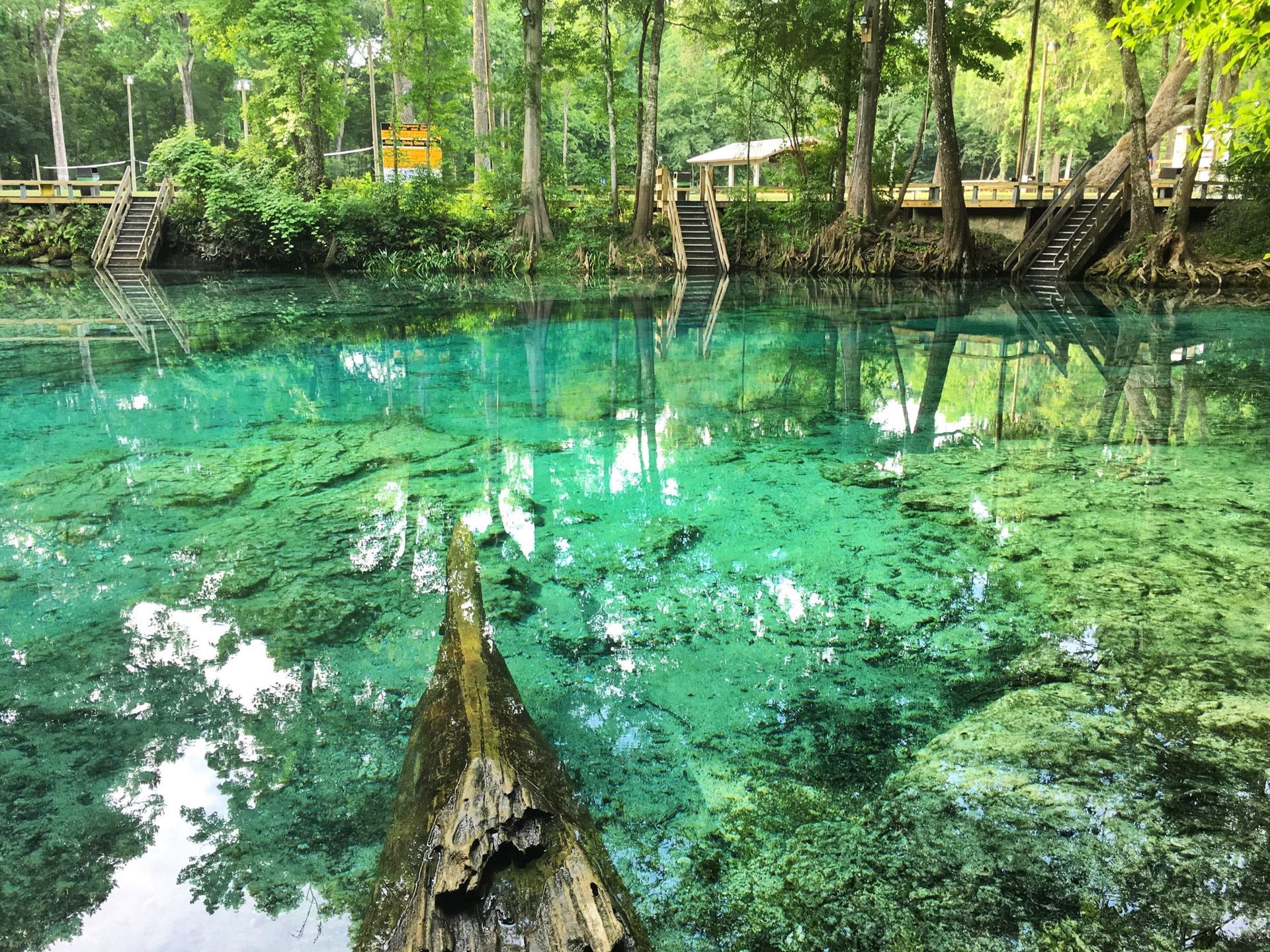 Crystal-clear turquoise water in a spring, with submerged vegetation and a fallen tree, surrounded by trees and wooden walkways.