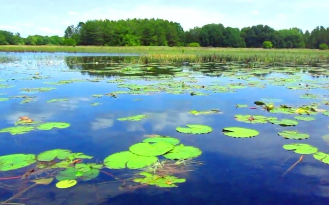 Blue water surface with lily pads, green trees, and blue sky reflection.