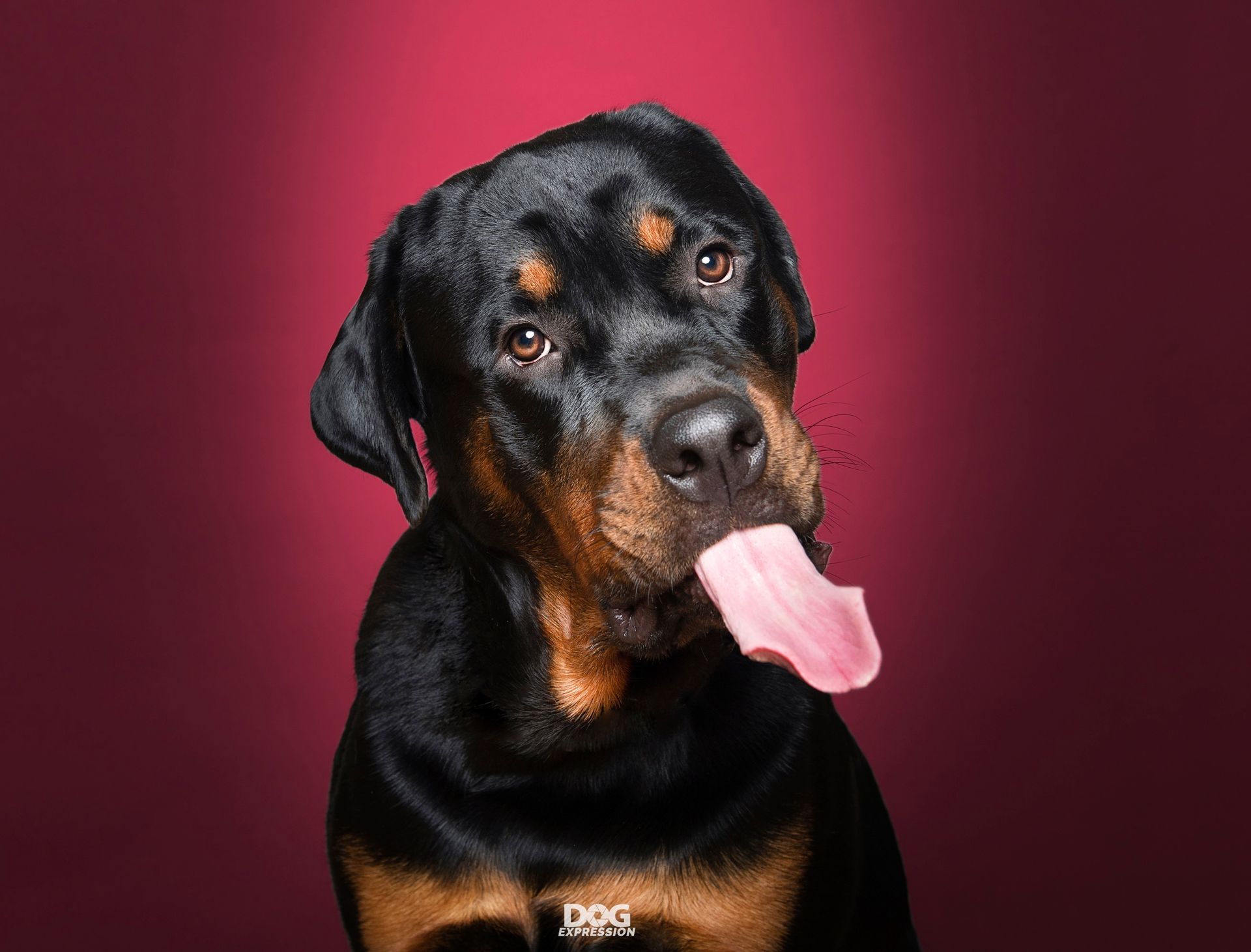 Colorful dog photography by DogExpression