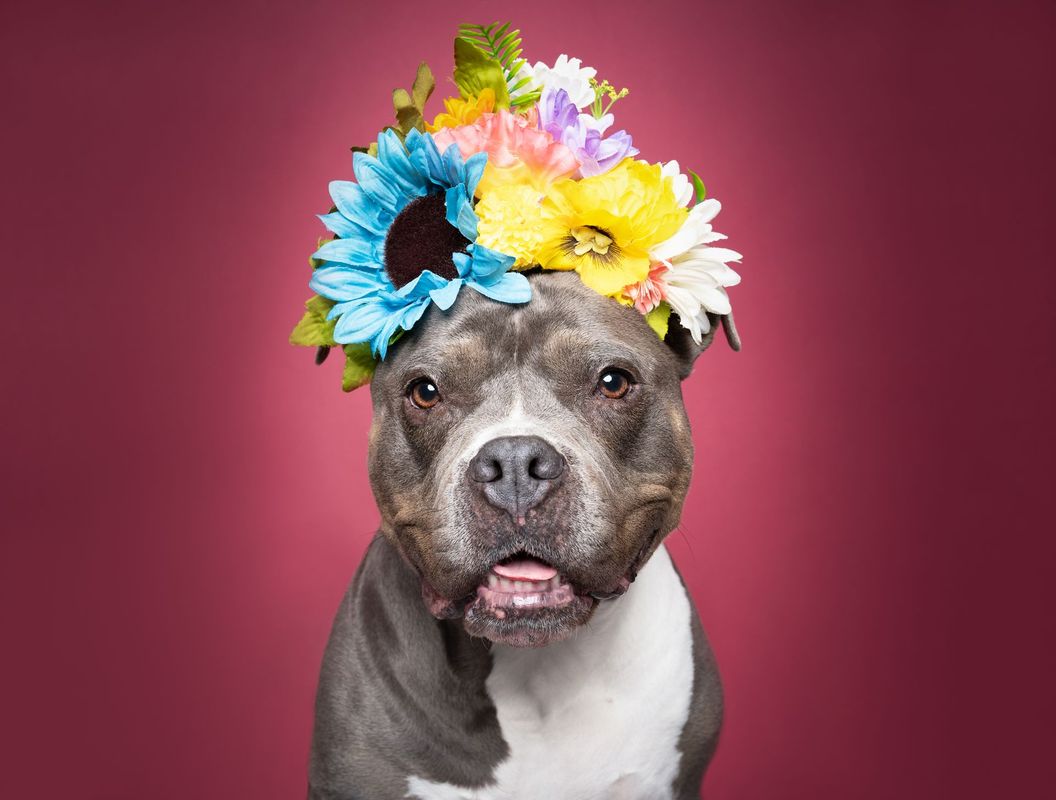 Professional dog portrait