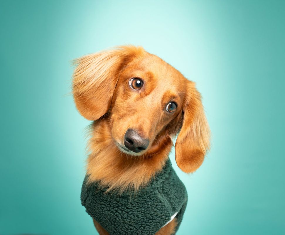 Studio dog photography