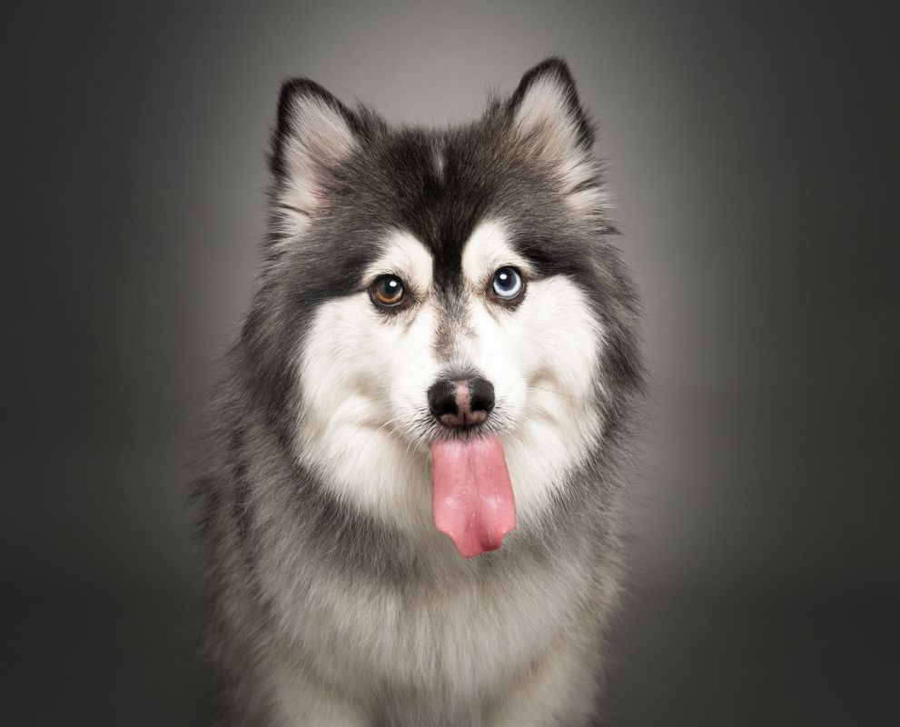 Professional studio pet portrait