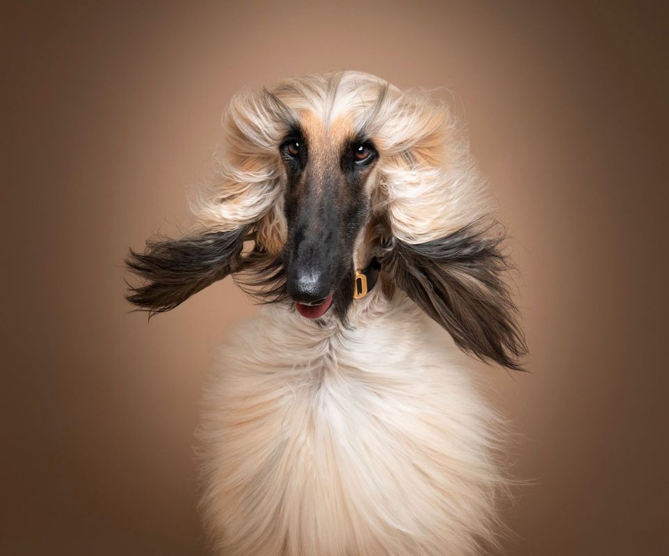 Pet photography portrait
