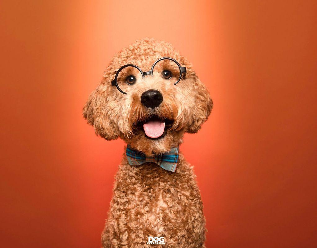 Dog portrait photography in South Florida