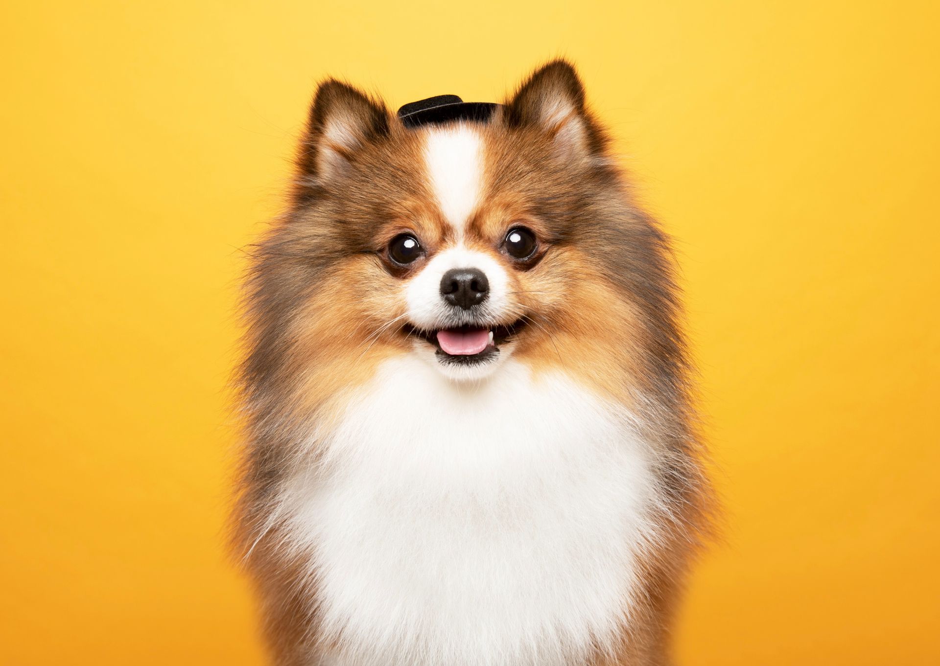 Professional dog portrait by DogExpression