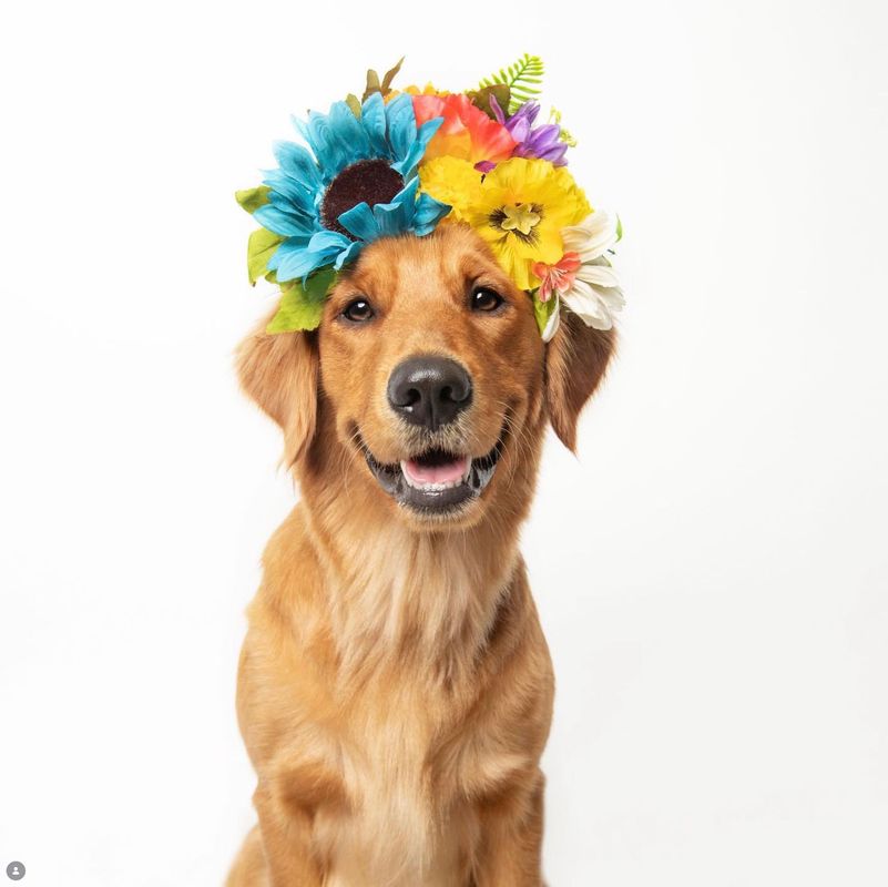 Creative dog portrait