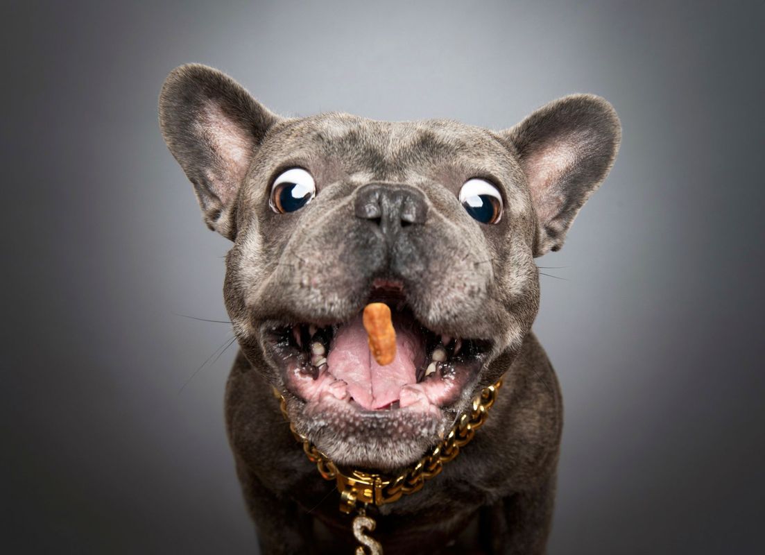 Professional pet portrait by DogExpression