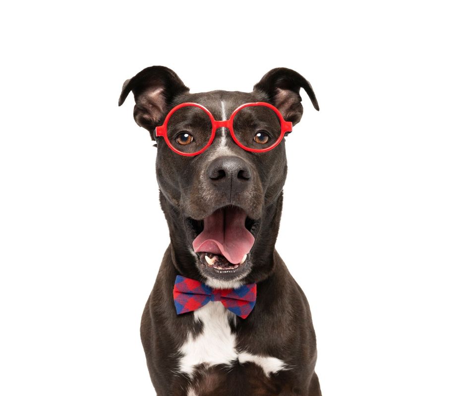 Premium pet portrait