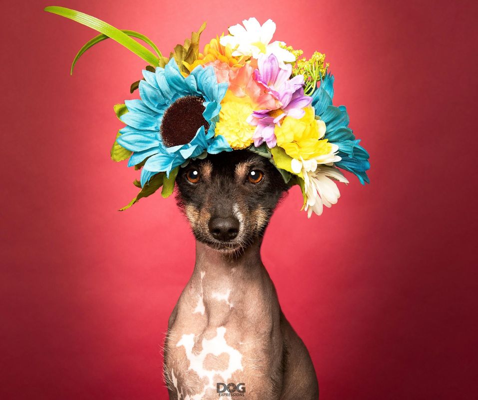 Expressive professional dog portrait