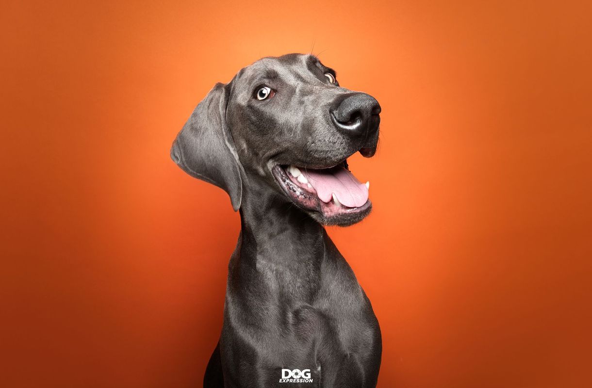 Timeless dog portrait