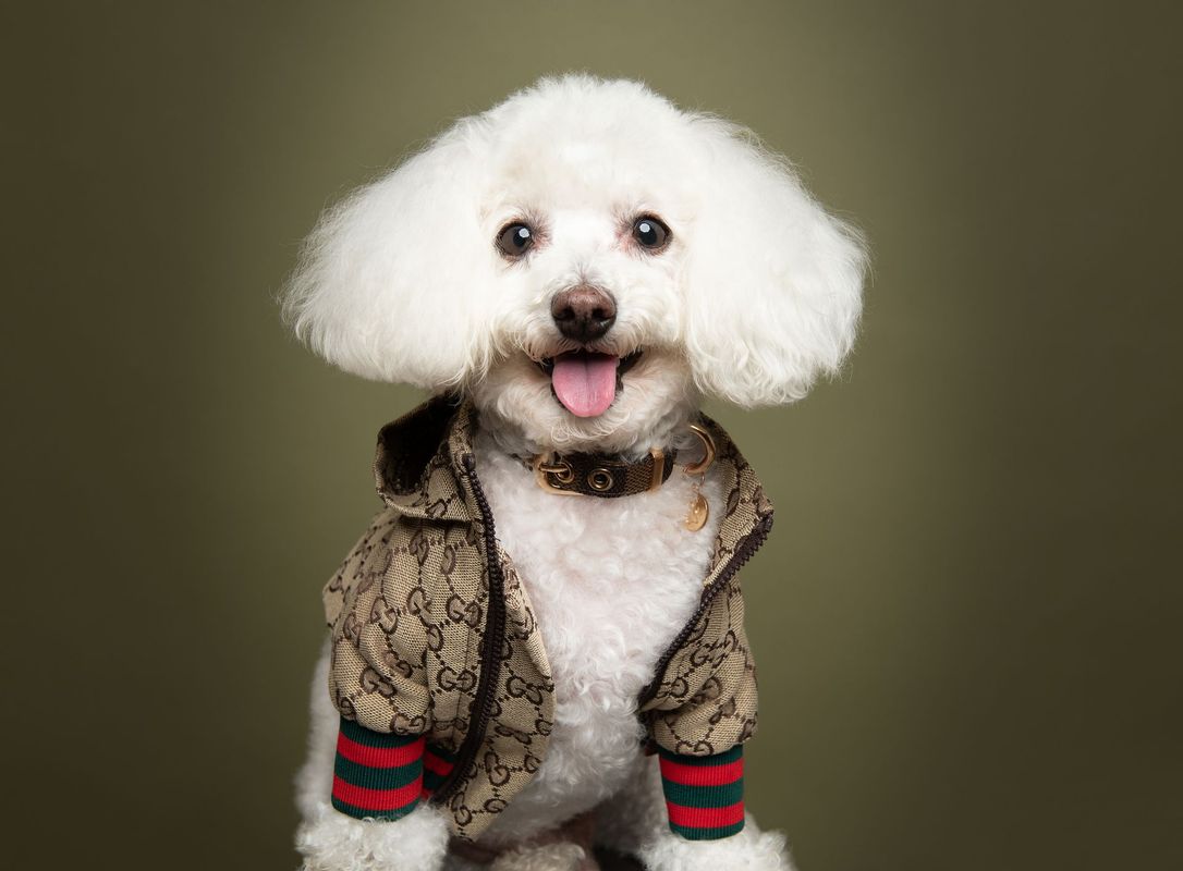 Fine-art pet photography