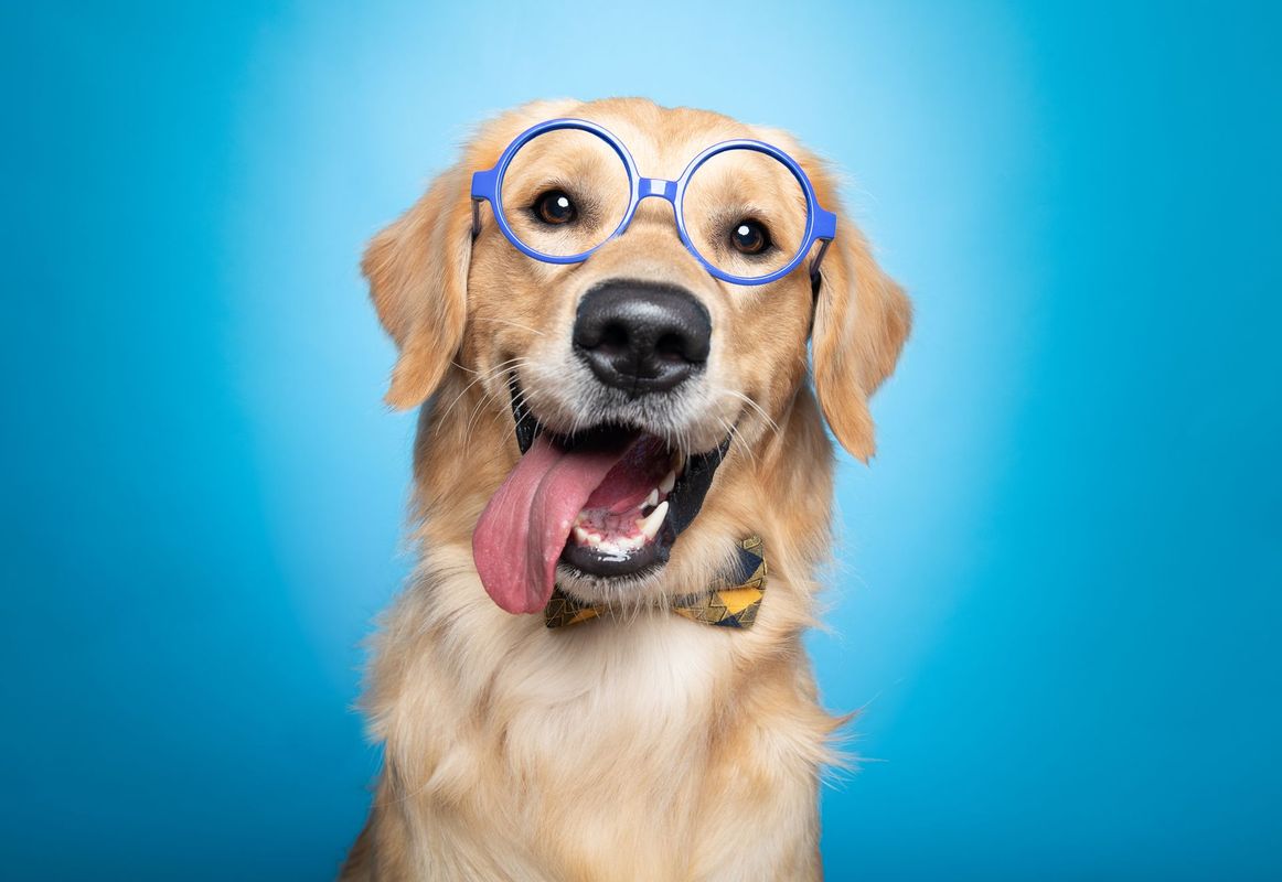 DogExpression studio dog portrait