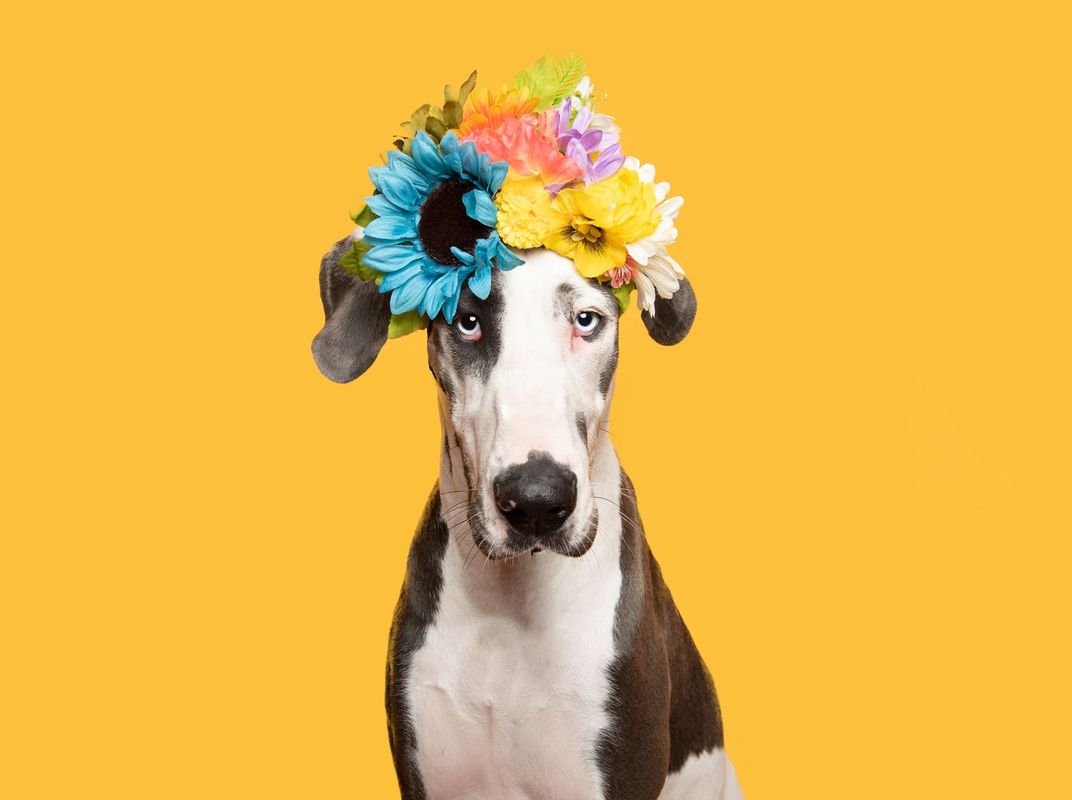 Studio portrait of a dog