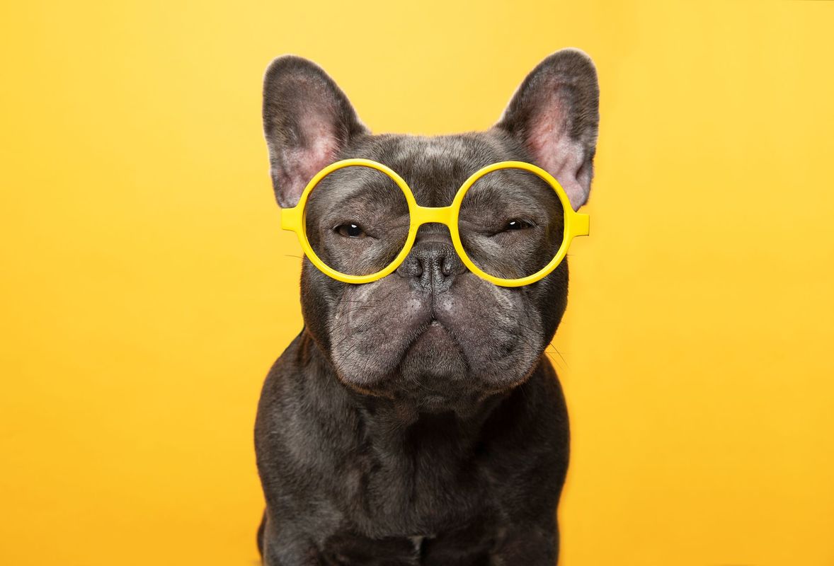 Mobile studio dog portrait