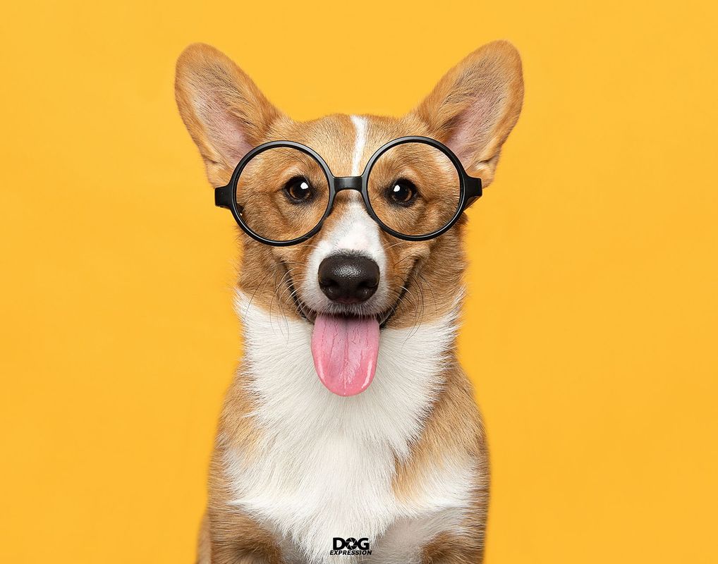 DogExpression signature portrait