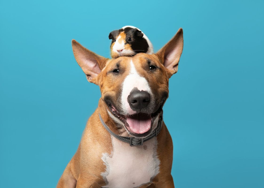Dog portrait by Carlos Mardones