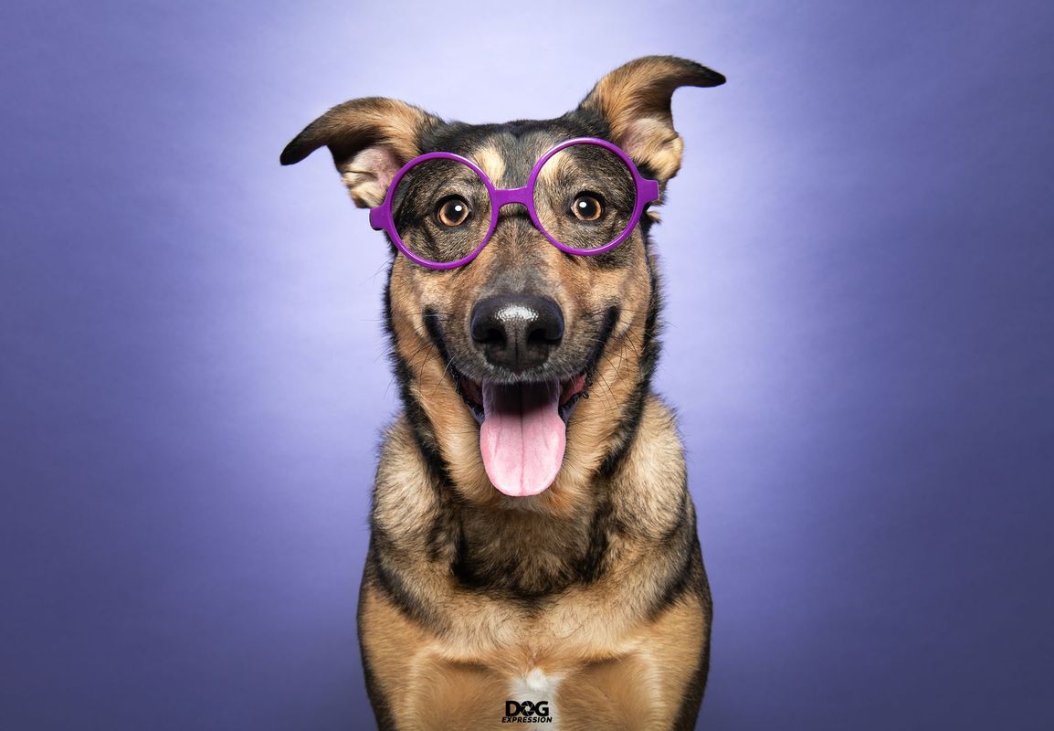 DogExpression pet photography