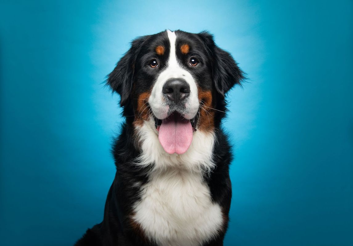 South Florida pet portrait