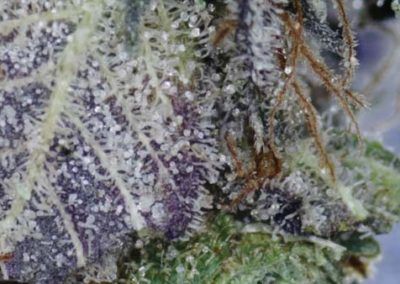 Close-up of cannabis bud with purple and green hues, covered in white trichomes.