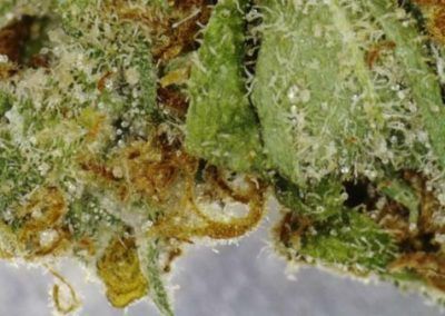 Close-up of cannabis bud, showing green leaves, trichomes, and brown coloration.