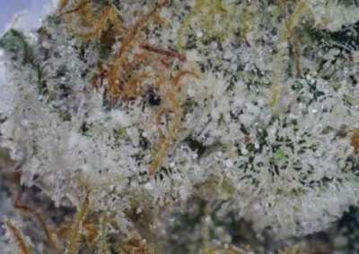 Close-up of cannabis bud, heavily covered in white trichomes with orange hairs.