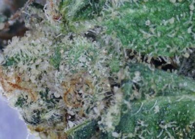 A close up of a green leaf with white powder on it.