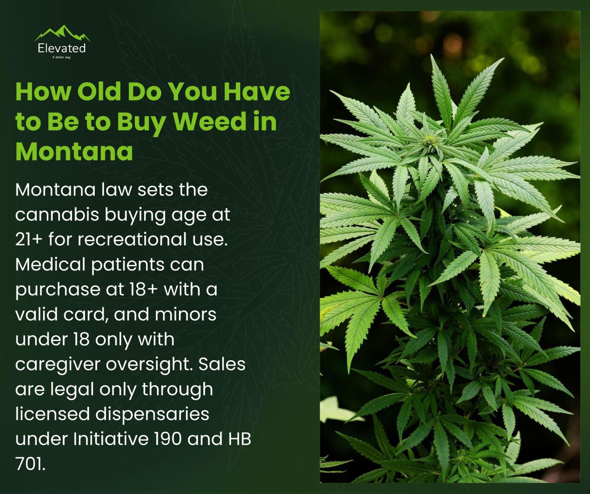 Text about Montana weed buying age requirements with cannabis plant.