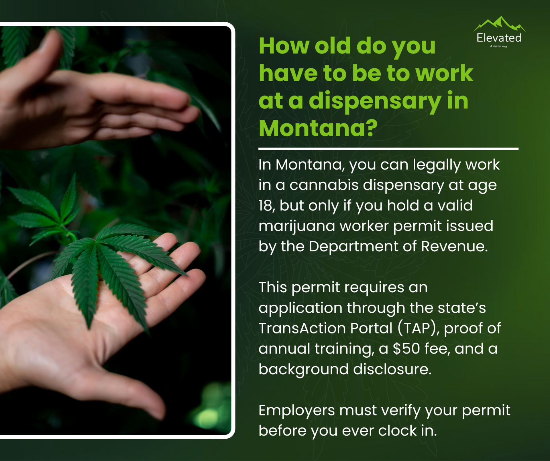 Hands holding marijuana leaves