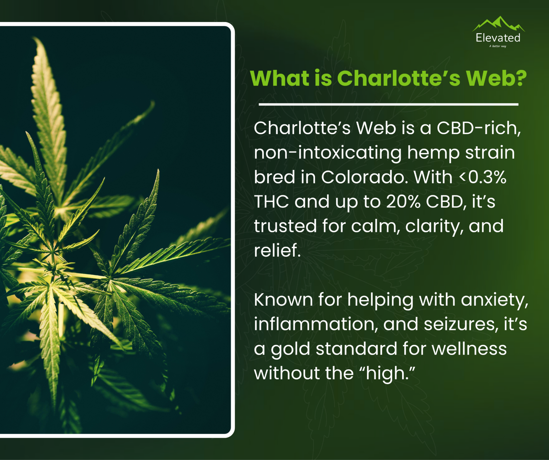 Charlotte's Web CBD product information with cannabis plant, text about calm, clarity, and relief.