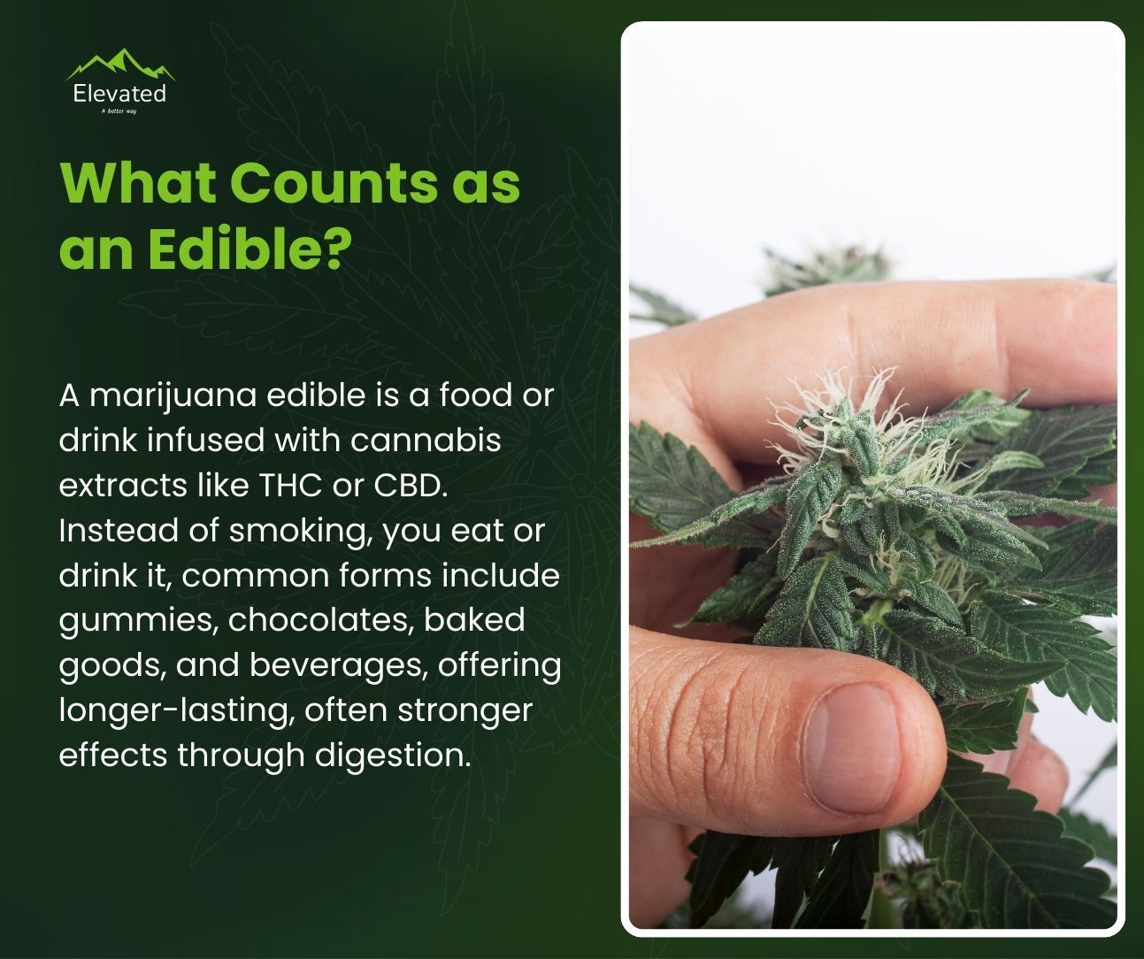 Text defines marijuana edibles, with a hand holding a cannabis plant.
