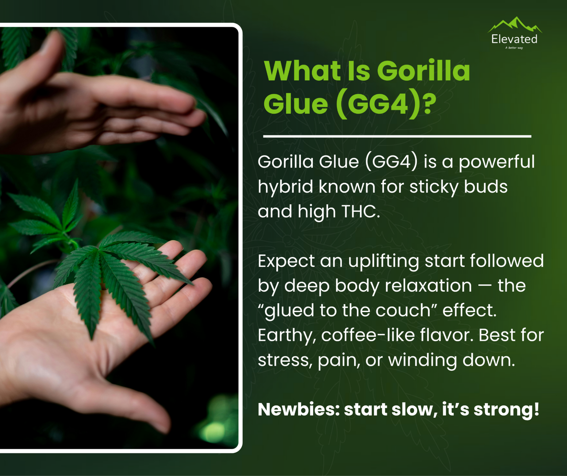 Text explaining Gorilla Glue (GG4) cannabis: its effects, flavor, and potency, with hands holding a cannabis leaf.