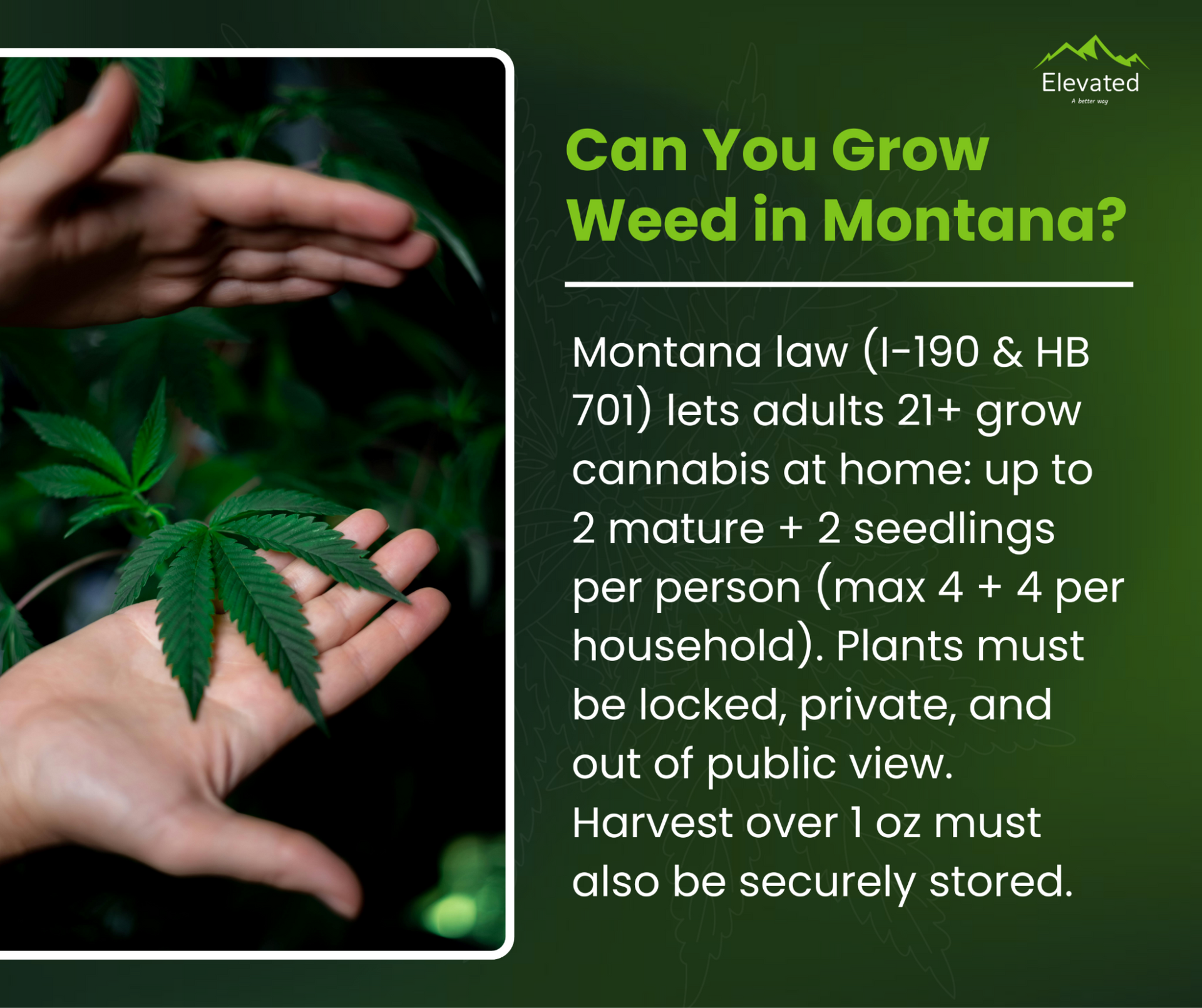Hands holding a cannabis plant; text: Montana law allows growing weed at home for adults 21+.