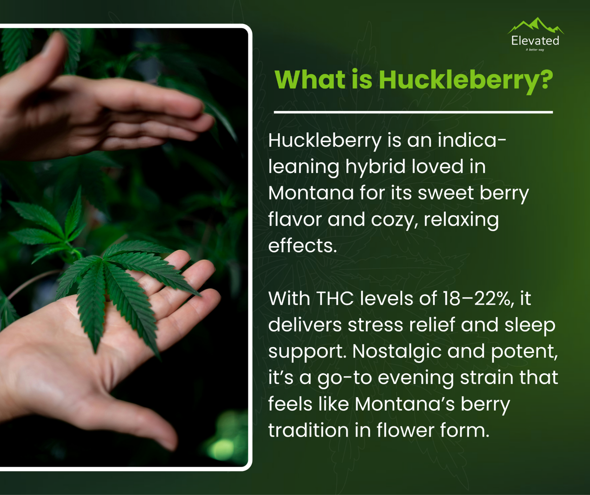 Hands holding cannabis leaves, with text describing Huckleberry strain: indica hybrid, berry flavor, stress relief.